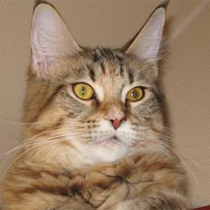 Maine Coon Jemahan Desert Dreamer