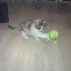 Blanding af racer Cirkeline