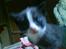 Huskat Freya R.i.p - Her er hun 3 uger