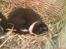 Huskat Freya R.i.p - Så nu er hun blevet 1 mdr gammel