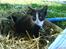 Huskat Freya R.i.p