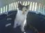 Huskat Oliver R.I.P