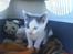 Huskat Oliver R.I.P