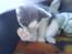 Huskat Oliver R.I.P