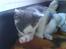 Huskat Oliver R.I.P