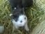 Huskat Frederik R.I.P