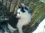 Huskat Frederik R.I.P