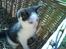 Huskat Frederik R.I.P