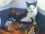 Huskat Frederik R.I.P