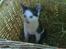 Huskat Frederik R.I.P