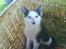 Huskat Frederik R.I.P