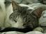 Huskat Tom