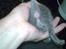 Blanding af racer Gismo