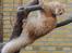 Maine Coon Vingsted´s Cassanova