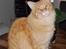 Maine Coon Vingsted´s Cassanova