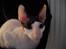 Cornish Rex Timon af Tokkeløkkehus