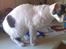 Cornish Rex Timon af Tokkeløkkehus