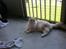 Maine Coon Disney