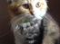 Maine Coon MissYa 03.05.