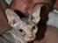 Sphynx Piacenca Coffee