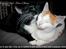Blanding af racer 'Cleopatra - Once in your life, every cat is entitled to fall madly in love with a gorgeous redhead.