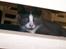 Huskat Musling R.I.P. d. 28/12 - 3# Titte-buuh - ja jeg er her endnu :o)
