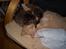 Huskat Pus 'R.I.P* :´( - Nyt!