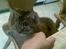 Huskat Pus 'R.I.P* :´(