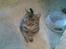 Huskat Pus 'R.I.P* :´(