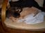 Huskat Pus 'R.I.P* :´( - Nyt!