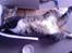 Blanding af racer Simba *RIP*