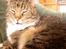 Blanding af racer Simba *RIP*