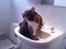 Blanding af racer Simba *RIP*
