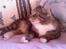 Blanding af racer Simba *RIP*