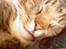 Blanding af racer Simba *RIP*