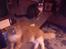 Blanding af racer Simba *RIP*