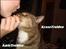 Huskat Elvis - R.I.P Sov godt - Elvis's trick - mysse! Foto: Glamberten