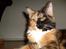 Maine Coon Jessie * R.I.P * † - Smukke Jessiepigen