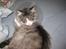 Maine Coon Anakin Skywalker