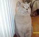 British Shorthair Wiki's Oskar da la renta