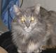 Maine Coon Gizmo