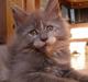 Maine Coon Micharlo's Darling