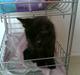 Huskat Figaro R.I.P