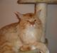 Maine Coon manse r.i.p