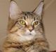Maine Coon Jemahan Desert Dreamer