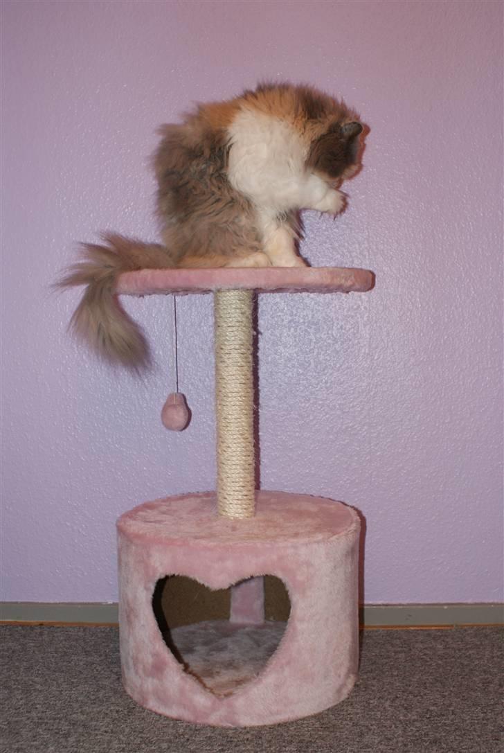 Perser Maddie billede 6