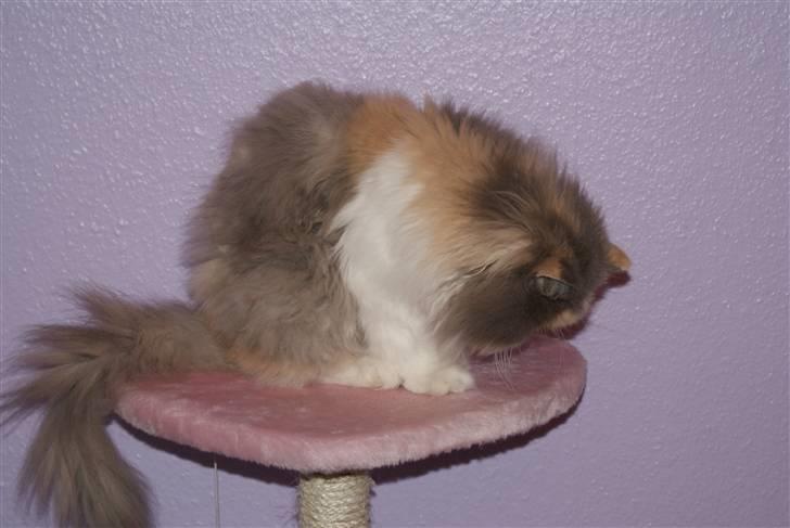 Perser Maddie billede 7