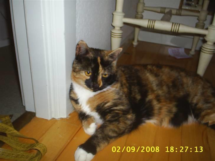 Blanding af racer Coco chanel - ja jeg er jo magelig ,er jeg ikke stor billede 14