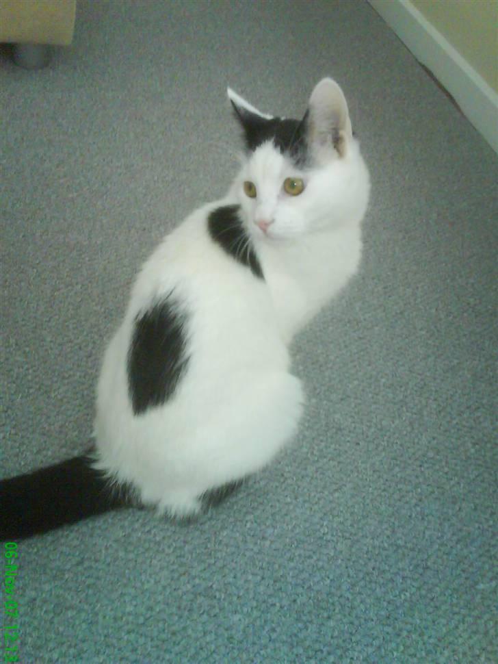 Huskat Fonzie - Mig i min helhed... billede 1