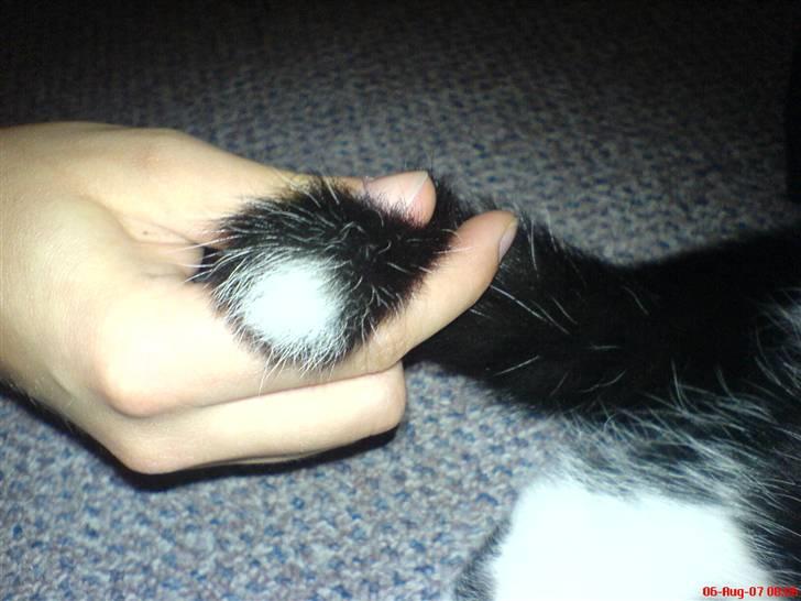 Huskat Fonzie - Min hvide halespids... billede 2